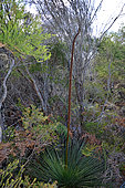 Grass Tree (Xanthorrhoea resinifera), Manly beach, North Head, Sydney Harbour National Park, NSW, Australia