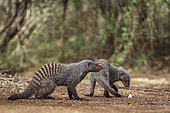 Banded mongooses (Mungos mungo) in Kruger National park, South Africa