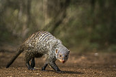 Banded mongoose (Mungos mungo) in Kruger National park, South Africa