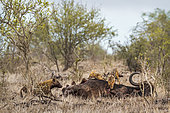 Spotted hyaena (Crocuta crocuta) and Black-backed jackal (Canis mesomelas) in Kruger National park, South Africa
