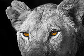 Portrait de Lionne (Panthera leo), Kruger, Afrique du Sud