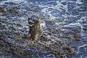 Spotted hyaena (Crocuta crocuta) playing in water in Kruger National park, South Africa