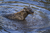 Spotted hyaena (Crocuta crocuta) playing with a branch in water in Kruger National park, South Africa