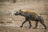 Spotted hyaena (Crocuta crocuta) walking in Kruger National park, South Africa