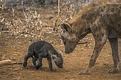 Spotted hyaena (Crocuta crocuta) with young, in Kruger National park, South Africa