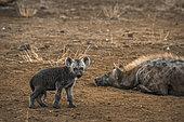 Spotted hyaena (Crocuta crocuta) with young, in Kruger National park, South Africa