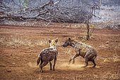 Spotted hyaena (Crocuta crocuta) fight in Kruger National park, South Africa
