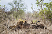 Spotted hyaena (Crocuta crocuta) in Kruger National park, South Africa