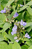 Salvia officinalis 'Berggarten'