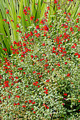 Salvia microphylla 'Royal Bumbble'