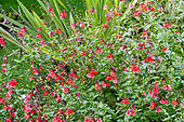 Salvia microphylla 'Royal Bumble'