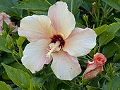 Hibiscus 'Stolen Kiss' in bloom in a garden