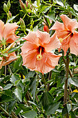 Hibiscus 'Orange' in bloom in a garden