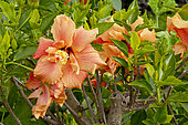 Hibiscus 'Orange' in bloom in a garden