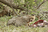 Guépard (Acinonyx jubatus) près de sa proie, vérifiant l'absence de prédateur concurrent, Kruger, Afrique du Sud