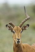 Portrait d'Impala (Aepyceros melampus) mâle à la corne cassée dans un combat, Kruger, Afrique du Sud