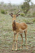 Impala (Aepyceros melampus) mâle à la corne cassée dans un combat, Kruger, Afrique du Sud