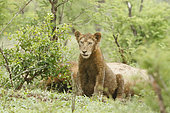 Lion (Panthera leo), Jeune lion au pelage coloré, Kruger, Afrique du Sud