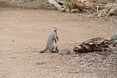 Banded mongoose (Mungos mungos) and young, Kruger NP, South Africa