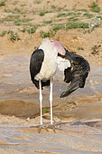 Marabou Stork (Leptoptilos crumeniferus) preening, Kruger NP, South Africa
