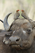 Red-billed Oxpeckers (Buphagus erythrorhynchus) on Cape buffalo (Syncerus caffer), Kruger NP, South Africa