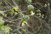 Layard's weaver (Ploceus cucullatus) Males making their nests, Kruger NP, South Africa