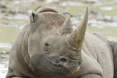 Portrait of Black Rhinoceros (Diceros bicornis), Kruger NP, South Africa