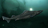 Leafscale gulper shark, Centrophorus squamosus, digital composite. Composite image