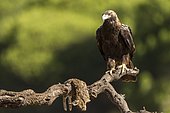 Spanish Imperial Eagle (Aquila adalberti) with prey on a branch, Cordoba, Andalucia, Spain