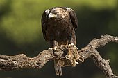 Spanish Imperial Eagle (Aquila adalberti) with prey on a branch, Cordoba, Andalucia, Spain