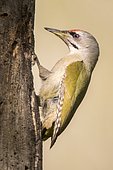 Grey-headed woodpecker (Picus canus) on a trunk, Danube Delta (Romania)