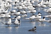 Sandwich tern (Thalasseus sandvicensis) group at rest in water, Danube Delta, Romania