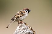 Eurasian trees sparrow (Passer montanus) on a stump, Danube Delta, Romania