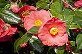 Camellia 'Jupiter' in bloom in a garden