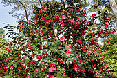 Camellia 'Jupiter' in bloom in a garden