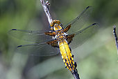 Eurasian red dragonfly (Libellula depressa), on a dry bush in the spring, Massif des Maures, Hyères area, France