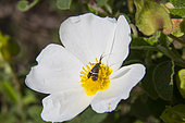 Fairy Longhorn Moth (Nemophora sp) foraging a Sage-leaved Rock Rose (Cistus salviifolius)in the spring, Massif des Maures, Hyères area, France