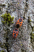 Fire bug (Pyrrhocoris apterus) Couple on a trunk of walnut in spring, Country Garden, Lorraine, France