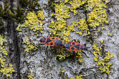 Fire bug (Pyrrhocoris apterus) Couple on a trunk of walnut in spring, Country Garden, Lorraine, France