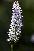 Orchis tacheté (Dactylorhiza maculata) Détail d'une inflorescence au printemps, Allée forestière, Massif de la Reine, Lorraine, France