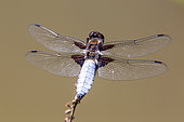 Eurasian red dragonfly (Sympetrum depressiusculum) Resting on a dry stem in spring, forest pond, massif de la Reine, Lorraine, France