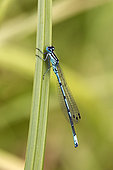 Azure damselfly (Coenagrion puella) Male on a reed leaf in spring, forest pond, massif de la Reine, Lorraine, France