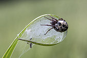 Orbweaver Spider (Larinioides cornutus) in its web on a reed leaf in spring, Forest pond, Massif de la Reine, Lorraine, France