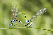 Azure damselfly (Coenagrion puella) Couple resting on a reed leaf in summer, forest pond, massif de la Reine, Lorraine, France