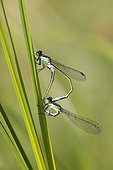 Blue-tailed damselfly (Ischnura elegans) Copulatory heart resting on a reed in summer, Forest pond, Massif de la Reine, Lorraine, France
