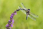 Four-spotted skimmer (Libellula quadrimaculata) on a flowering stalk in summer, Forest pond, Massif de la Reine, Lorraine, France