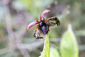 Leaf Beetle (Melasoma sp) flying away in the grass in summer, Forest pond, Massif de la Reine, Lorraine, France