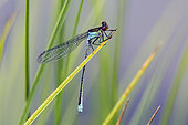Red-eyed Damselfly (Erythromma najas) on a reed above the water in summer, Forest pond, Queen, Lorraine, France