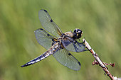 Four-spotted skimmer (Libellula quadrimaculata) on a branch in summer, Lake Blanchemer, Vosges, France