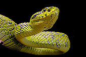 Portrait of Talamancan palm-pitvipers (Bothriechis nubestris) endemic Costa Rica